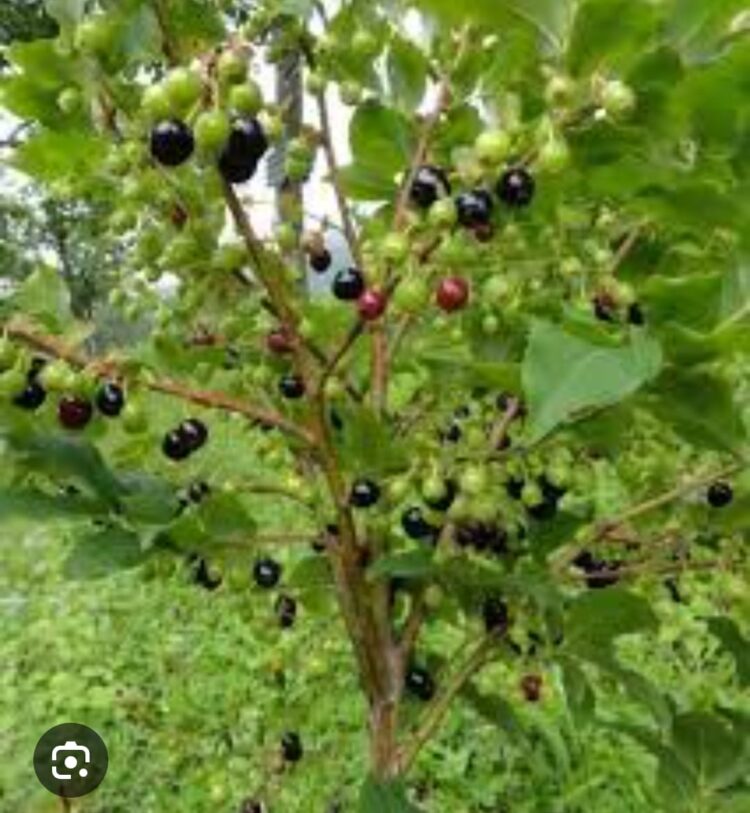 Kırdaki Yaban Dalı