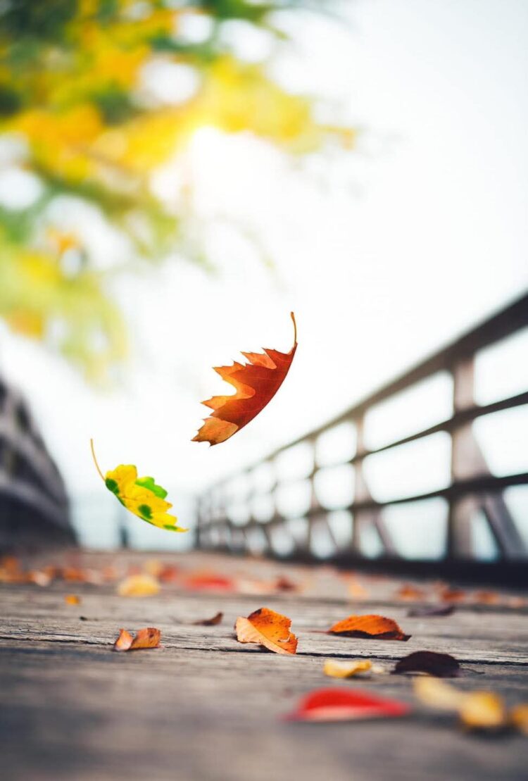 Yörüklerin Harika Öğütleri