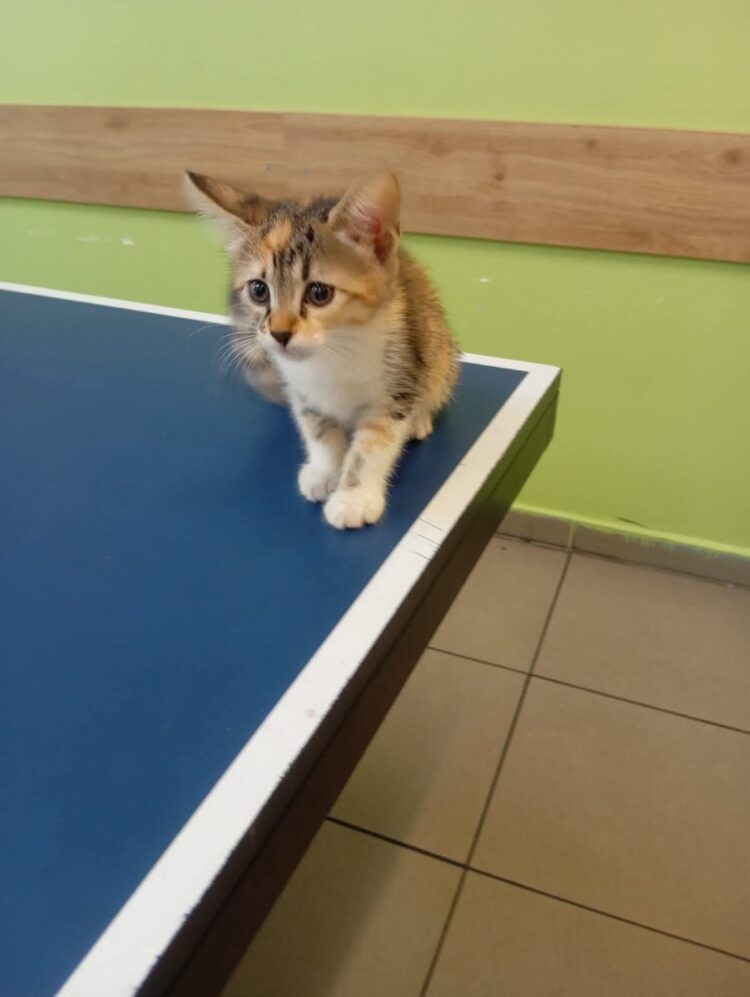 Çorum’dur Dedikleri