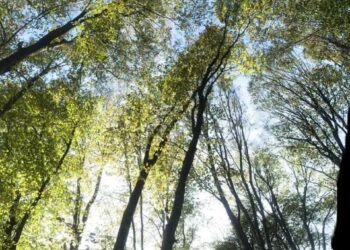 En Günlerden Birisi