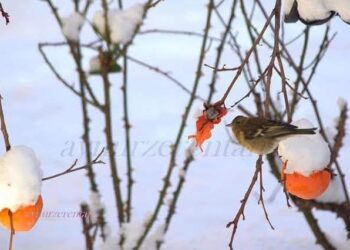 Bir Minik Kuşun Gerçek Öyküsü