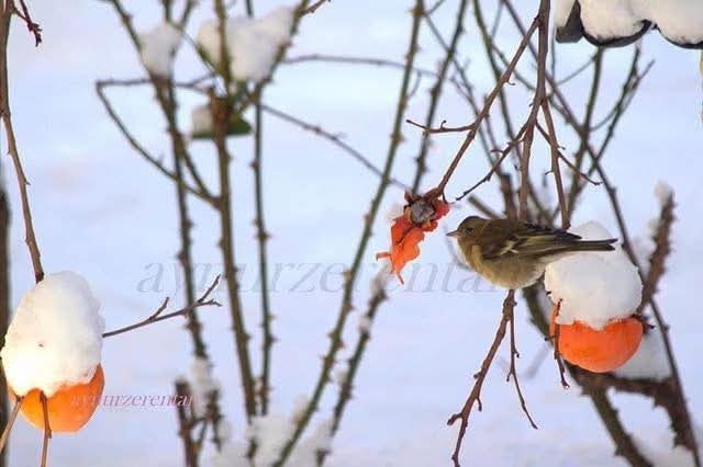 Bir Minik Kuşun Gerçek Öyküsü
