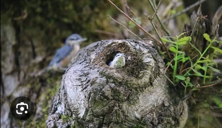Kayalıktaki Kuş Yuvaları