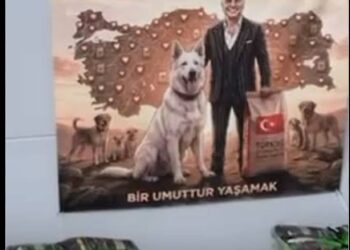 Sessizlerin Umudu: Reis Sedat Peker