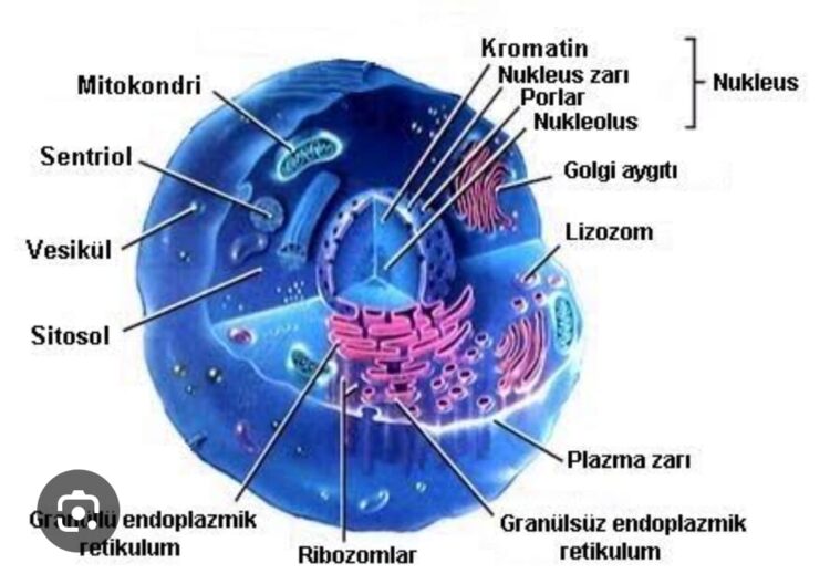 Hücrenin İç Yapısı
