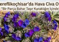 Bozkırın Mor Şifası: Hava Civa Otu