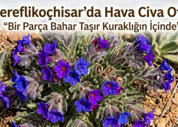 Bozkırın Mor Şifası: Hava Civa Otu