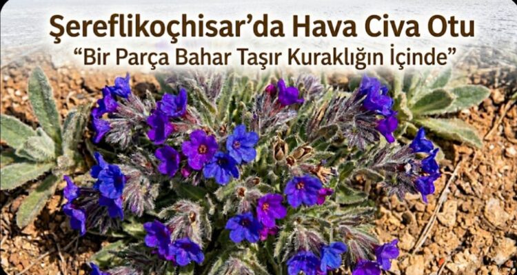 Bozkırın Mor Şifası: Hava Civa Otu