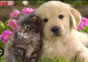 Köpek ve Kedi Yavrusu