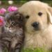 Köpek ve Kedi Yavrusu