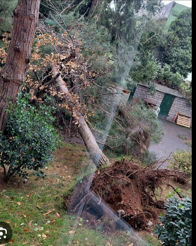 Ağaçlar Sarsıldı