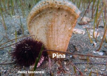Pina ve Deniz Kestanesi