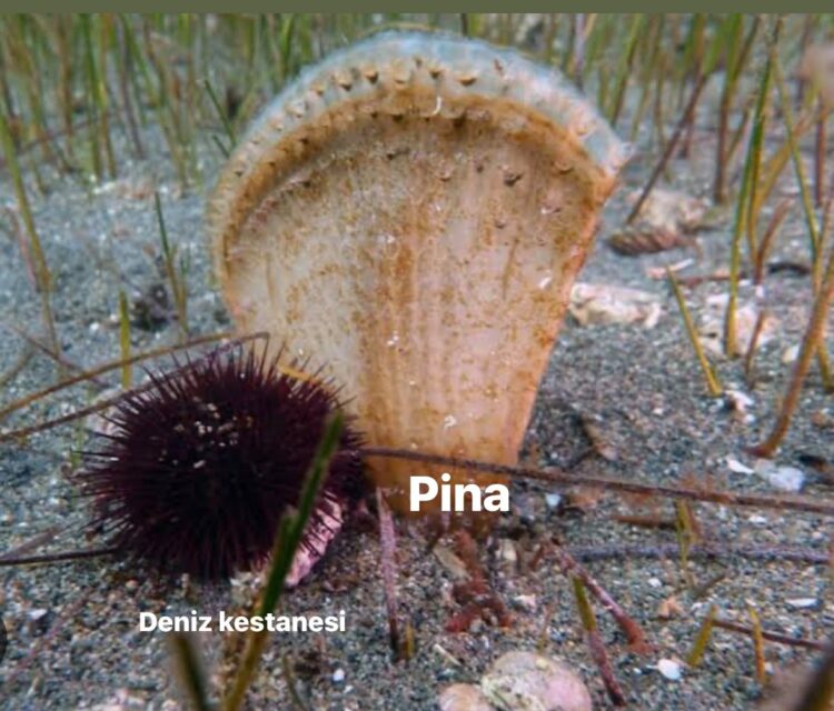 Pina ve Deniz Kestanesi