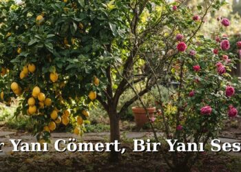 Bir Yanı Cömert, Bir Yanı Sessiz