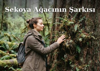 Sekoya Ağacının Şarkısı