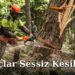 Ağaçlar Sessiz Kesilmez