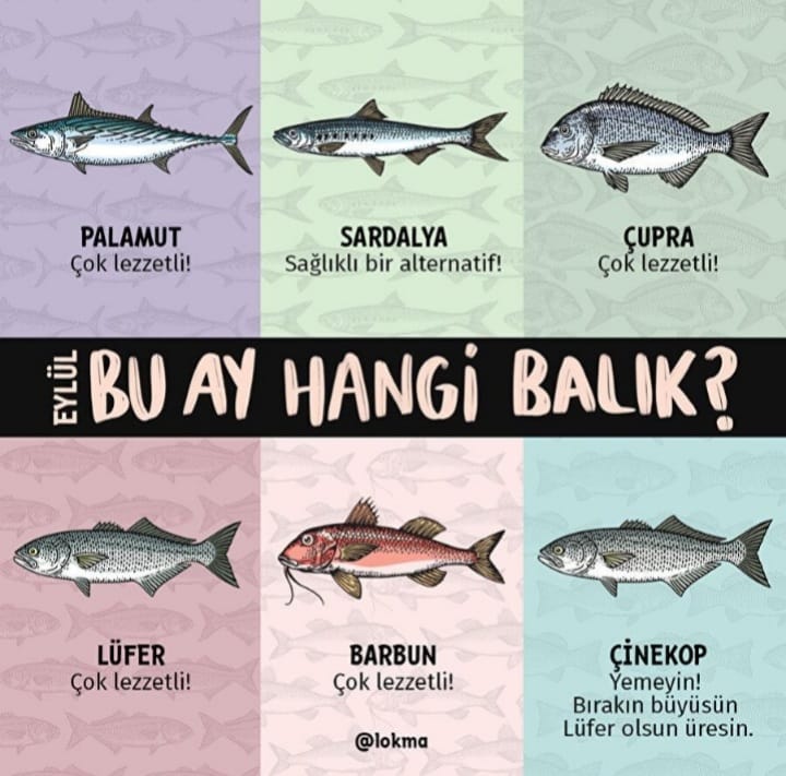 Denizin Bereketli Zamanı: Eylül Ayı Balıkları
